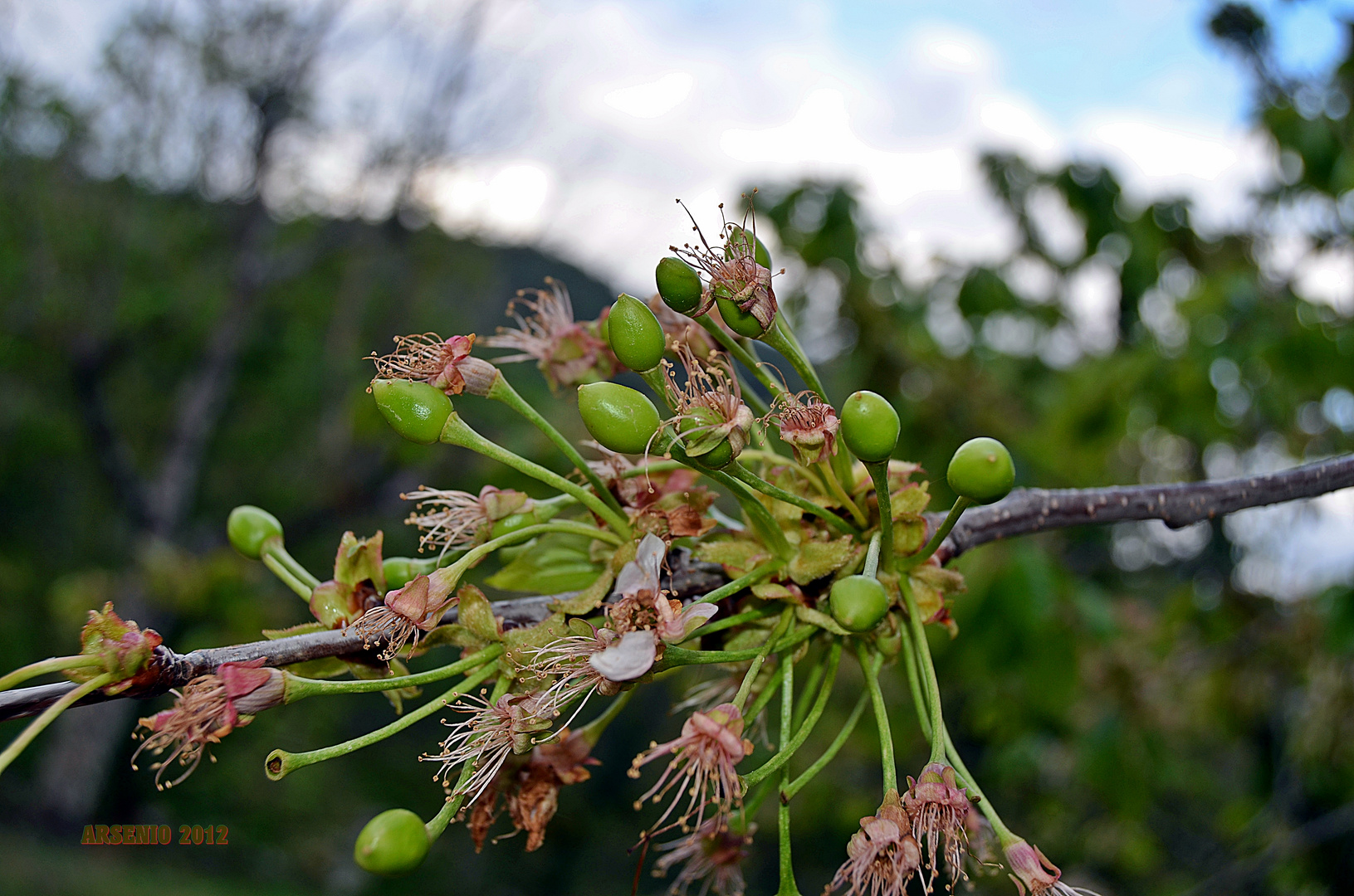 CEREZAS