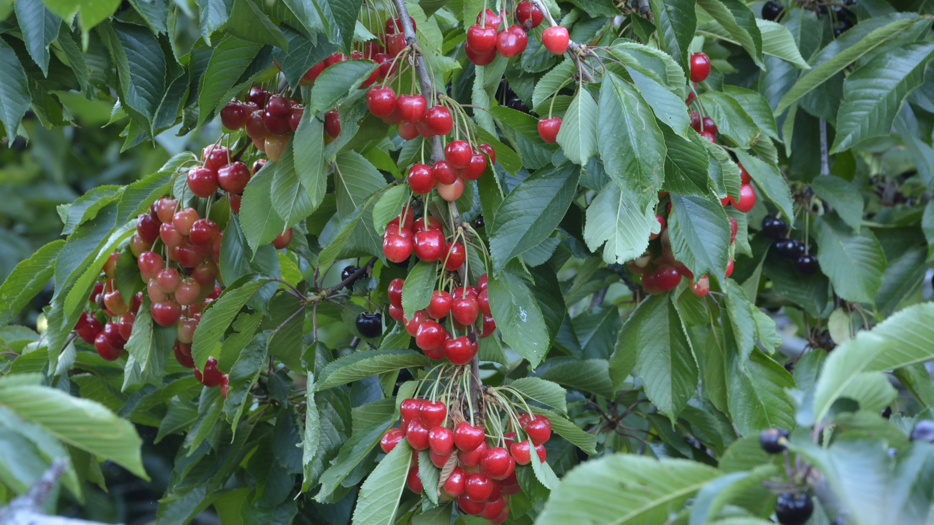 Cerezas en Capileira(Granada)