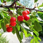 cerezas en el jardín de la mamá