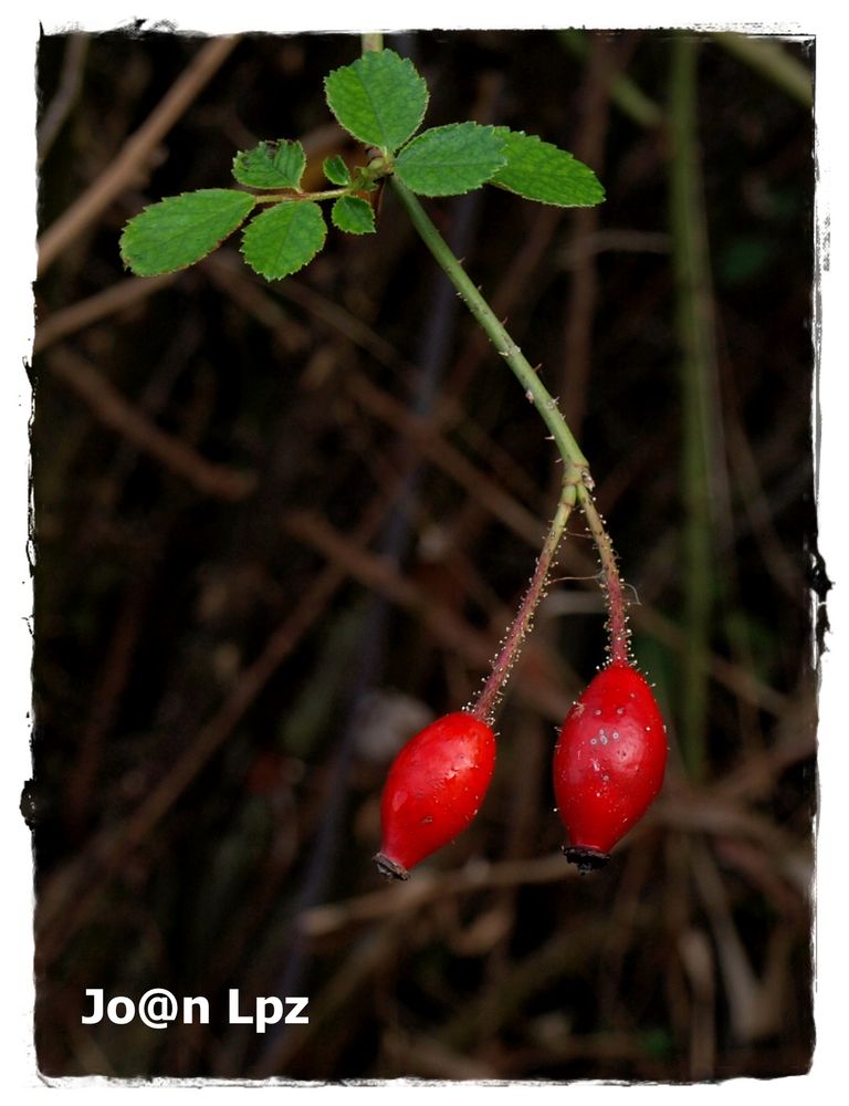 Cerezas parecen, pero no lo son