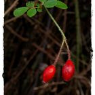 Cerezas parecen, pero no lo son