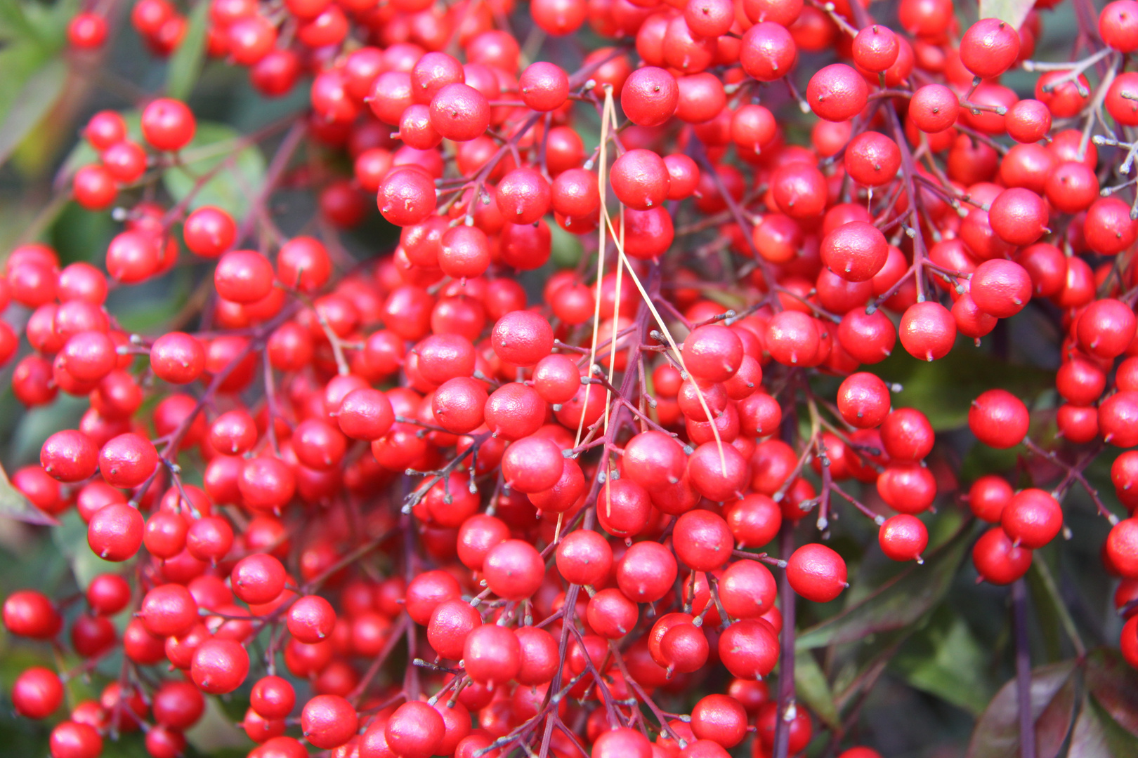 cerezas silvestres