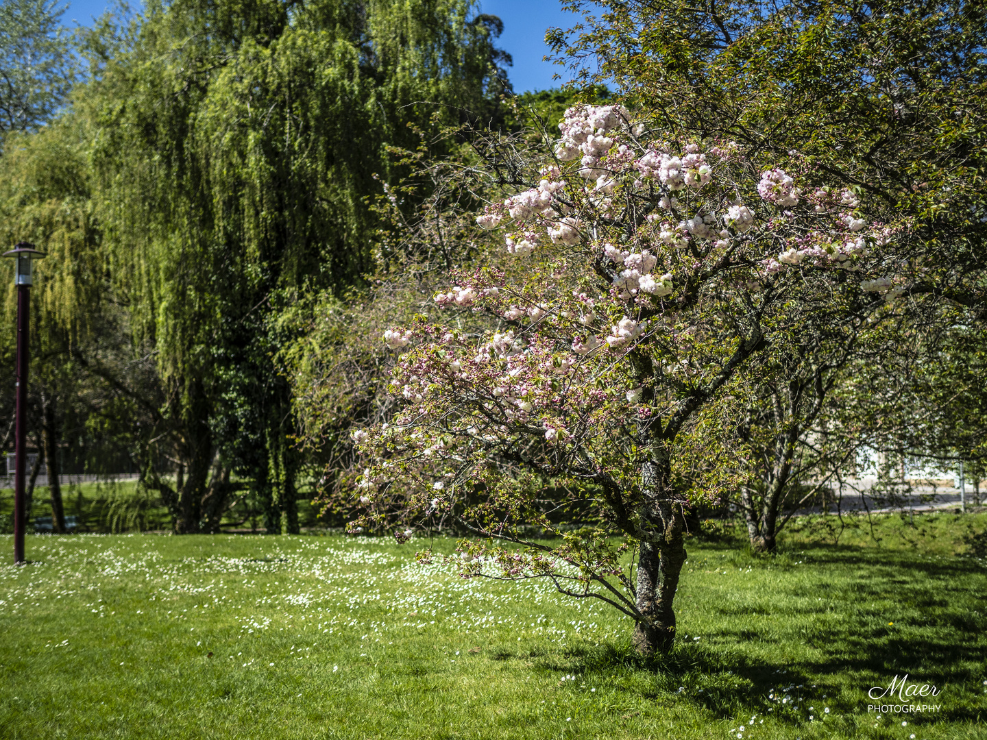 Cerezo de Japón en flor. anunciando la primavera.