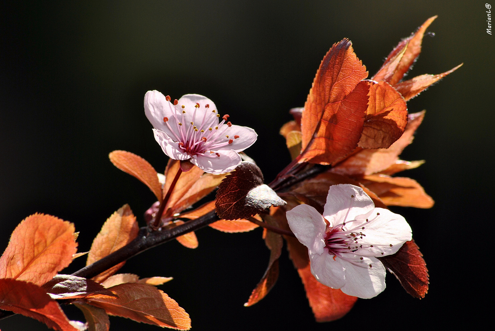 Cerezo de jardin