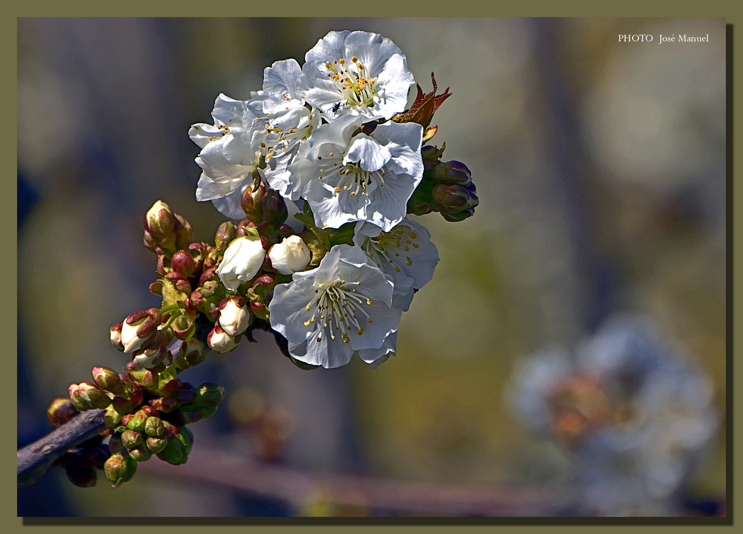 Cerezo en flor 6