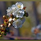 Cerezo en flor 6