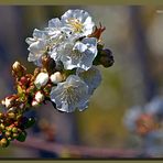 Cerezo en flor 6