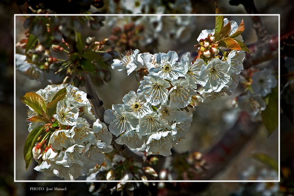 Cerezo en flor 7