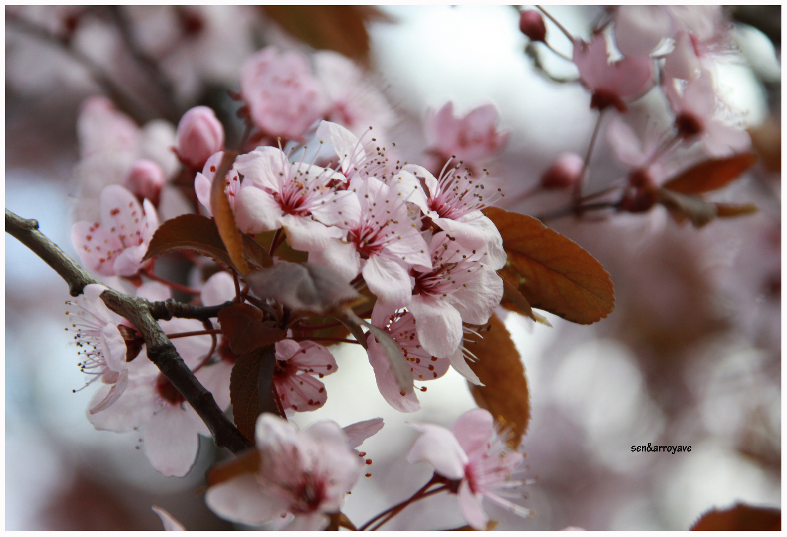 Cerezo en Flor