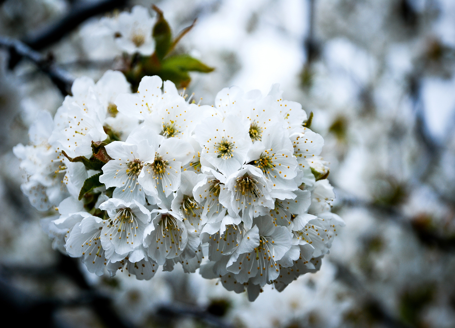 Cerezo en flor