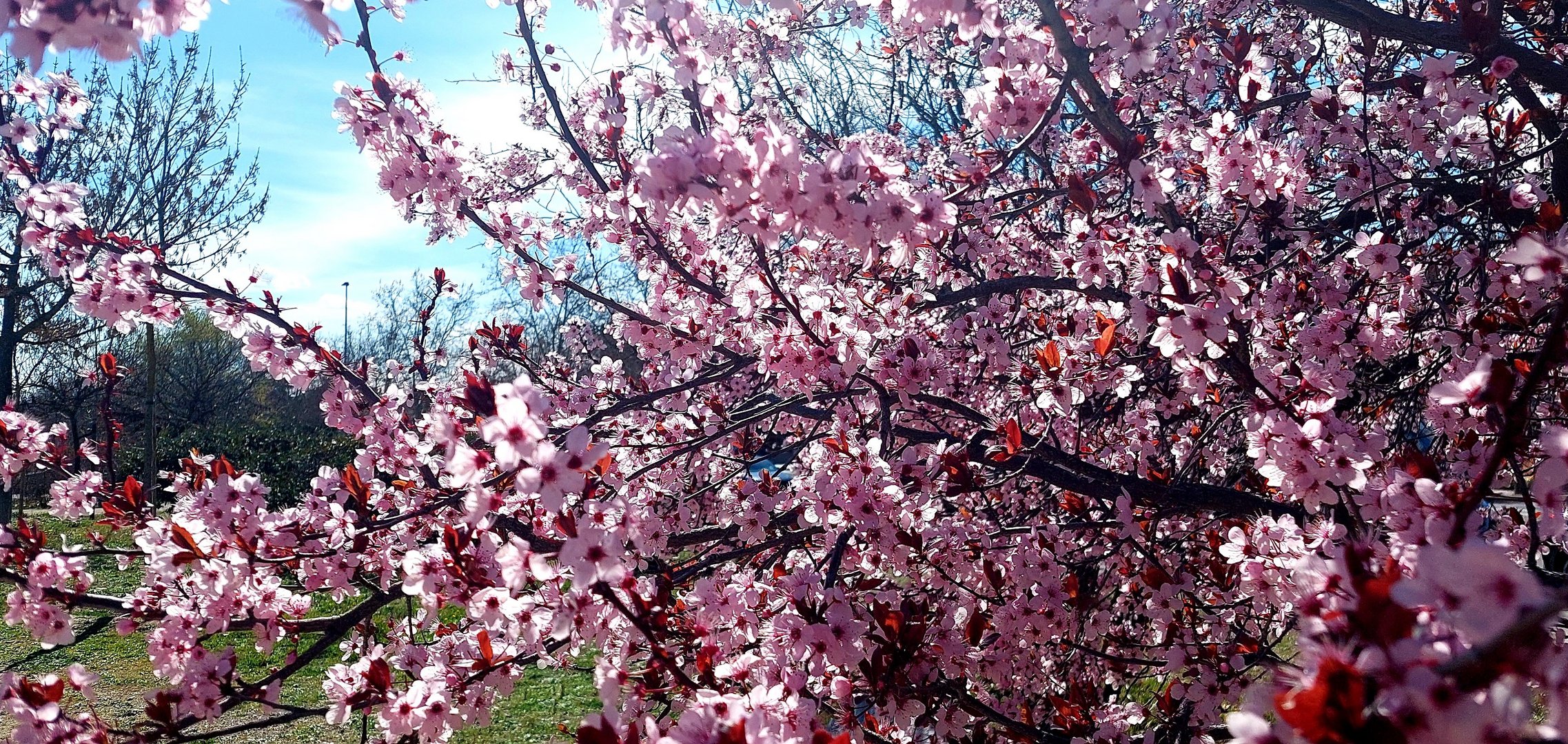 cerezo en flor