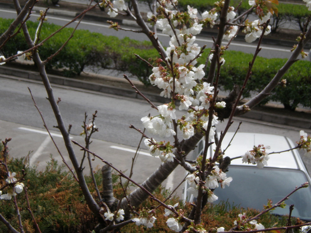 Cerezo en flor