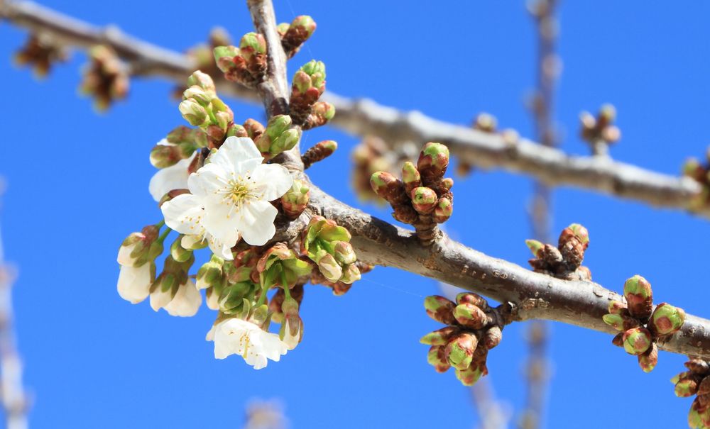 Cerezo en flor