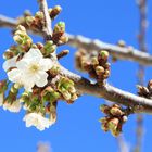 Cerezo en flor