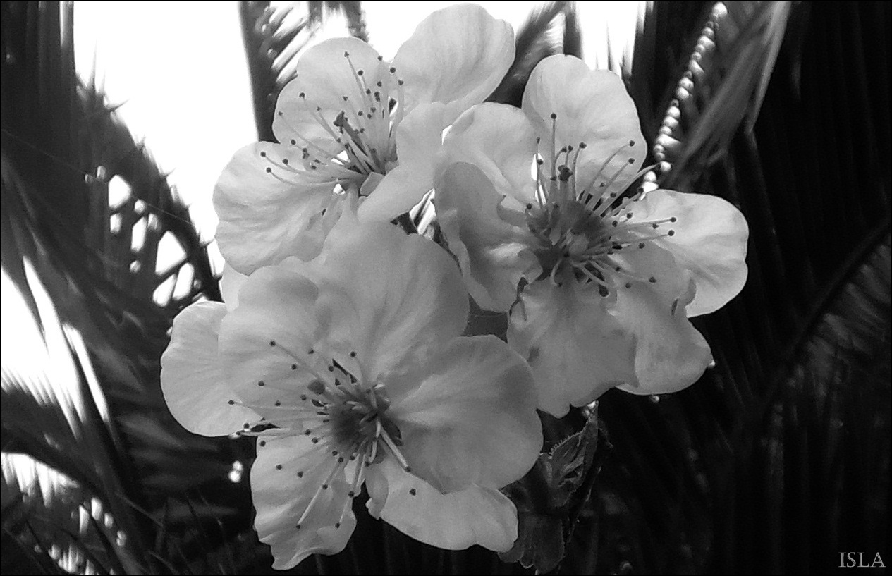 Cerezo en flor en casa