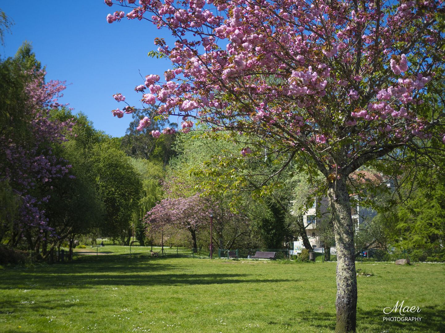 Cerezos de Japón rosa fuerte.