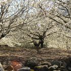 Cerezos en Flor