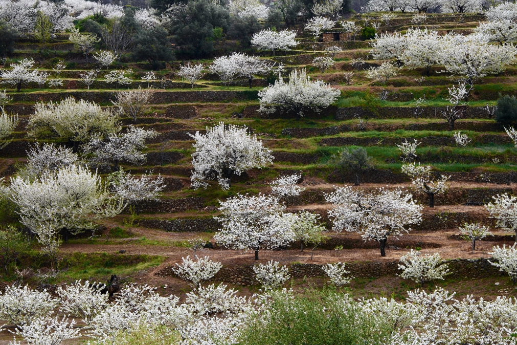 Cerezos en flor