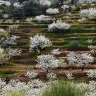 Cerezos en flor