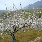 cerezos en flor