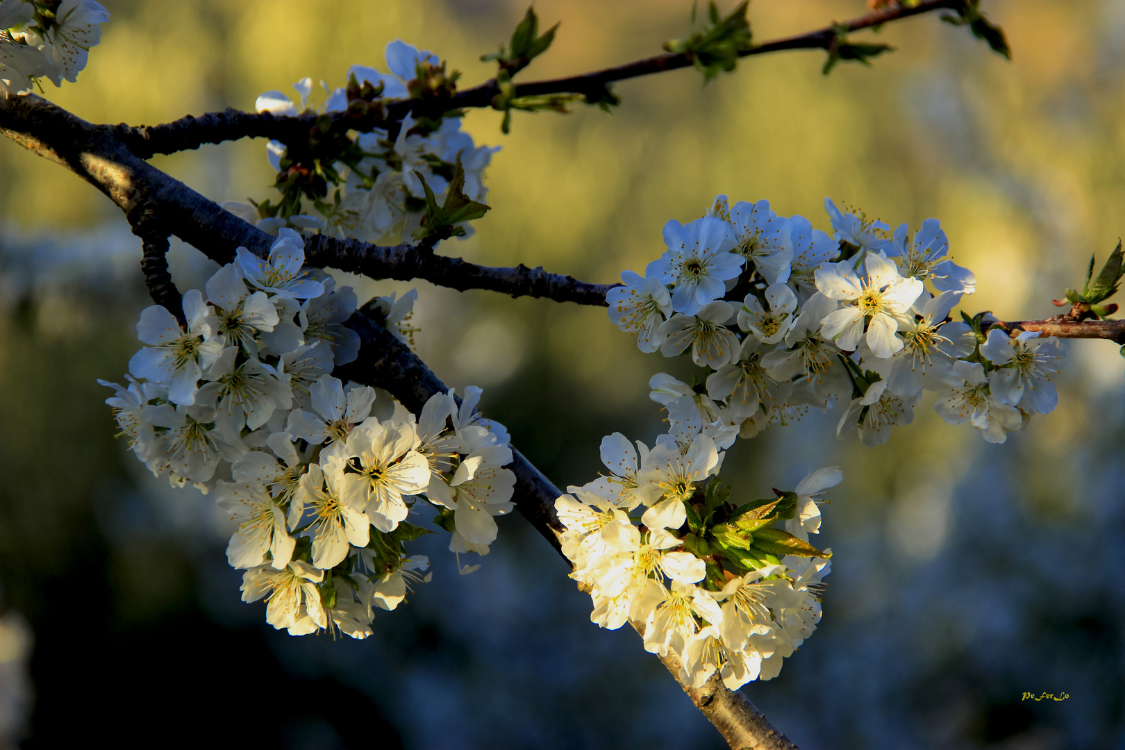 Cerezos en flor