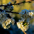 Cerezos en flor