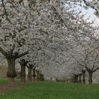 Cerezos en Flor de Frauenstein