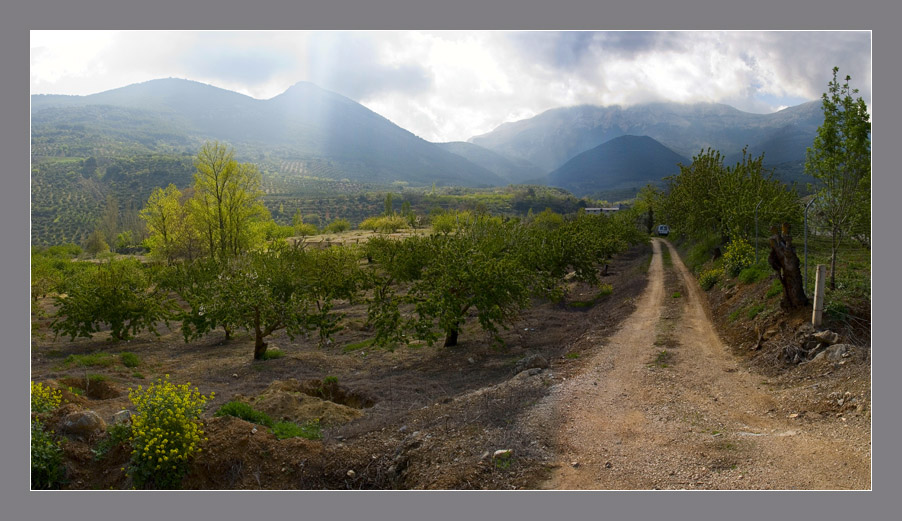 Cerezos en Sierra Mágina