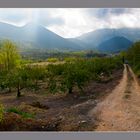 Cerezos en Sierra Mágina