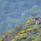 Cerf 10 cors dans les genêts