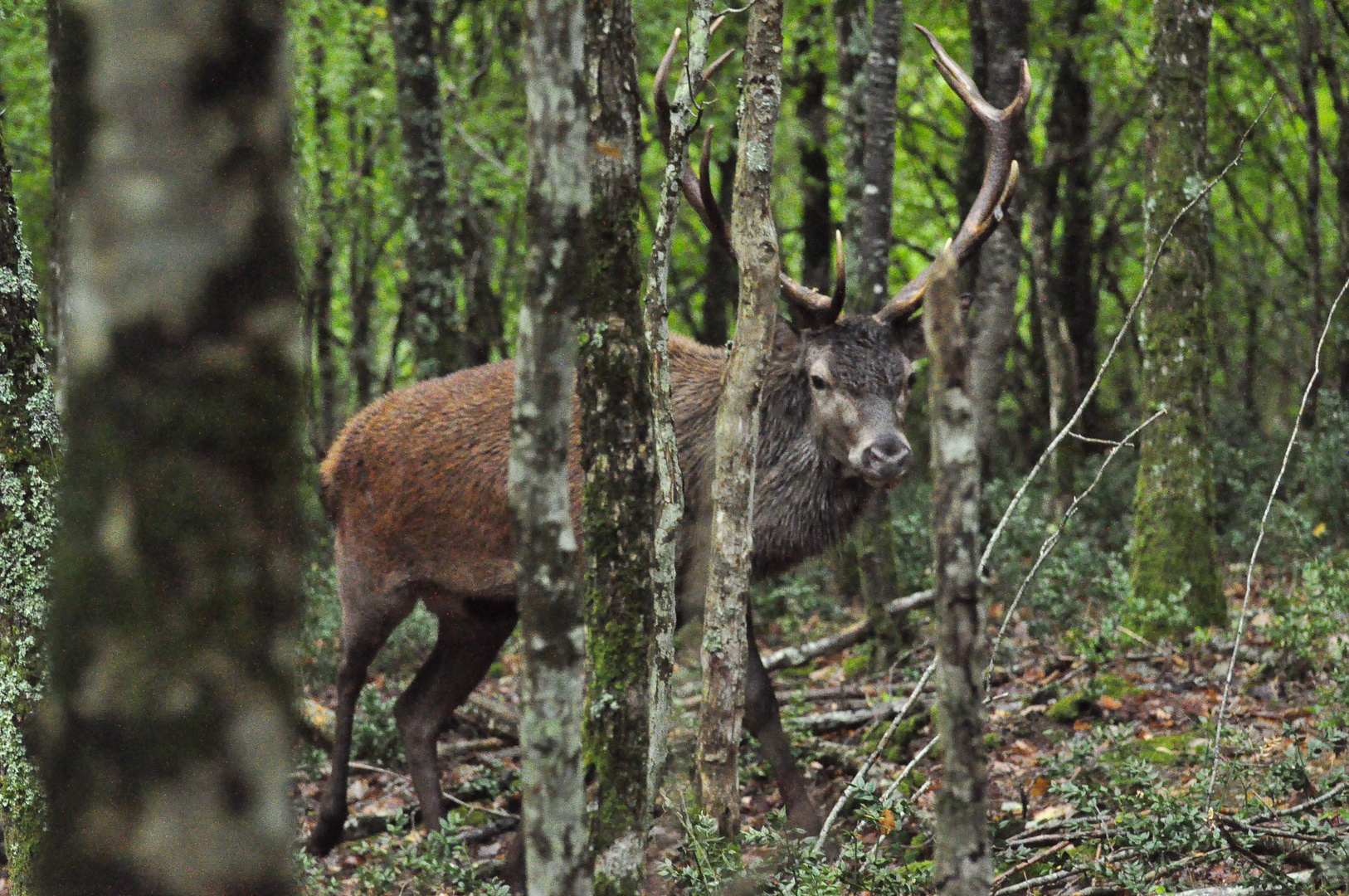 cerf 12 cors brame 2010