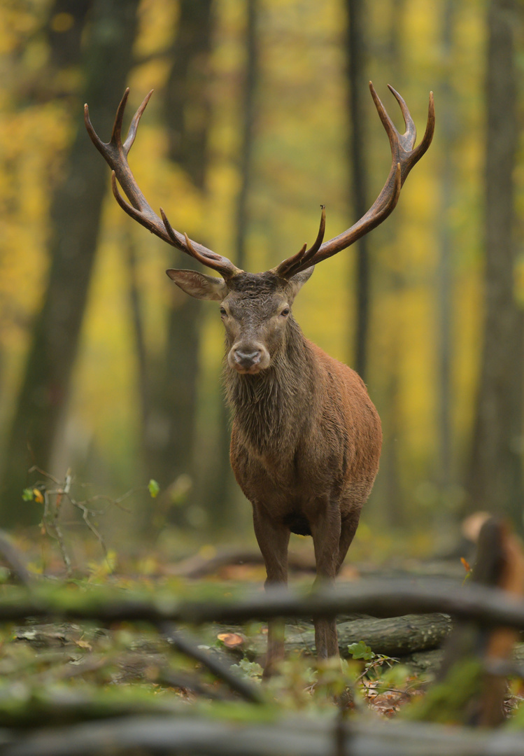 cerf photo et image animaux, animaux sauvages, cervidés sauvages Images