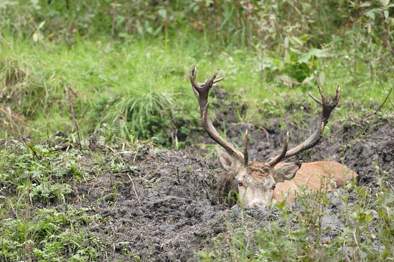 Cerf à la souille