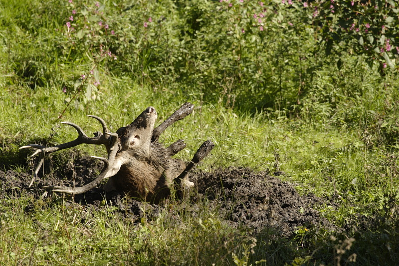 Cerf à la souille