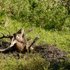 Cerf à la souille