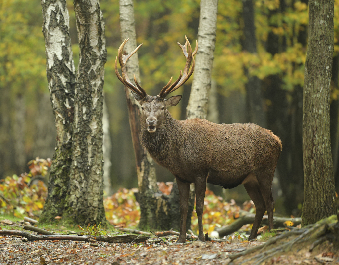 cerf photo et image  animaux, animaux sauvages, cervidés sauvages