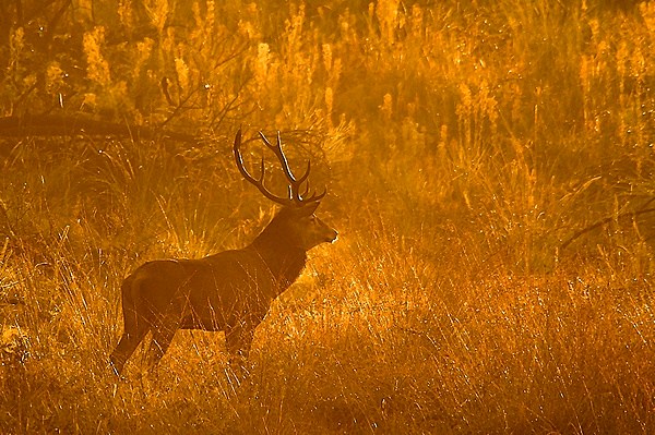 cerf au brame