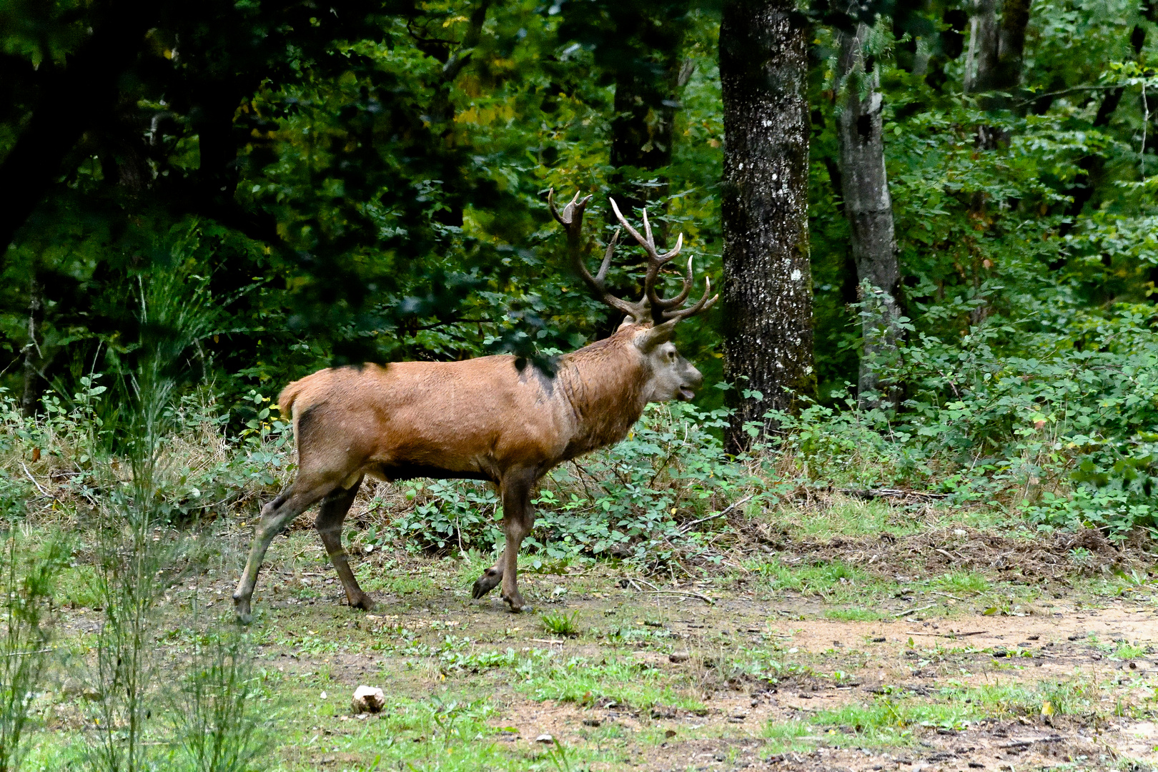 Cerf au Brâme