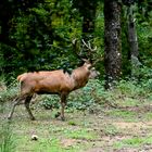 Cerf au Brâme