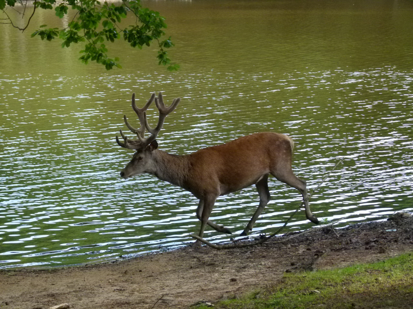 Cerf au parc de Boutissaint...