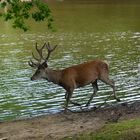 Cerf au parc de Boutissaint...