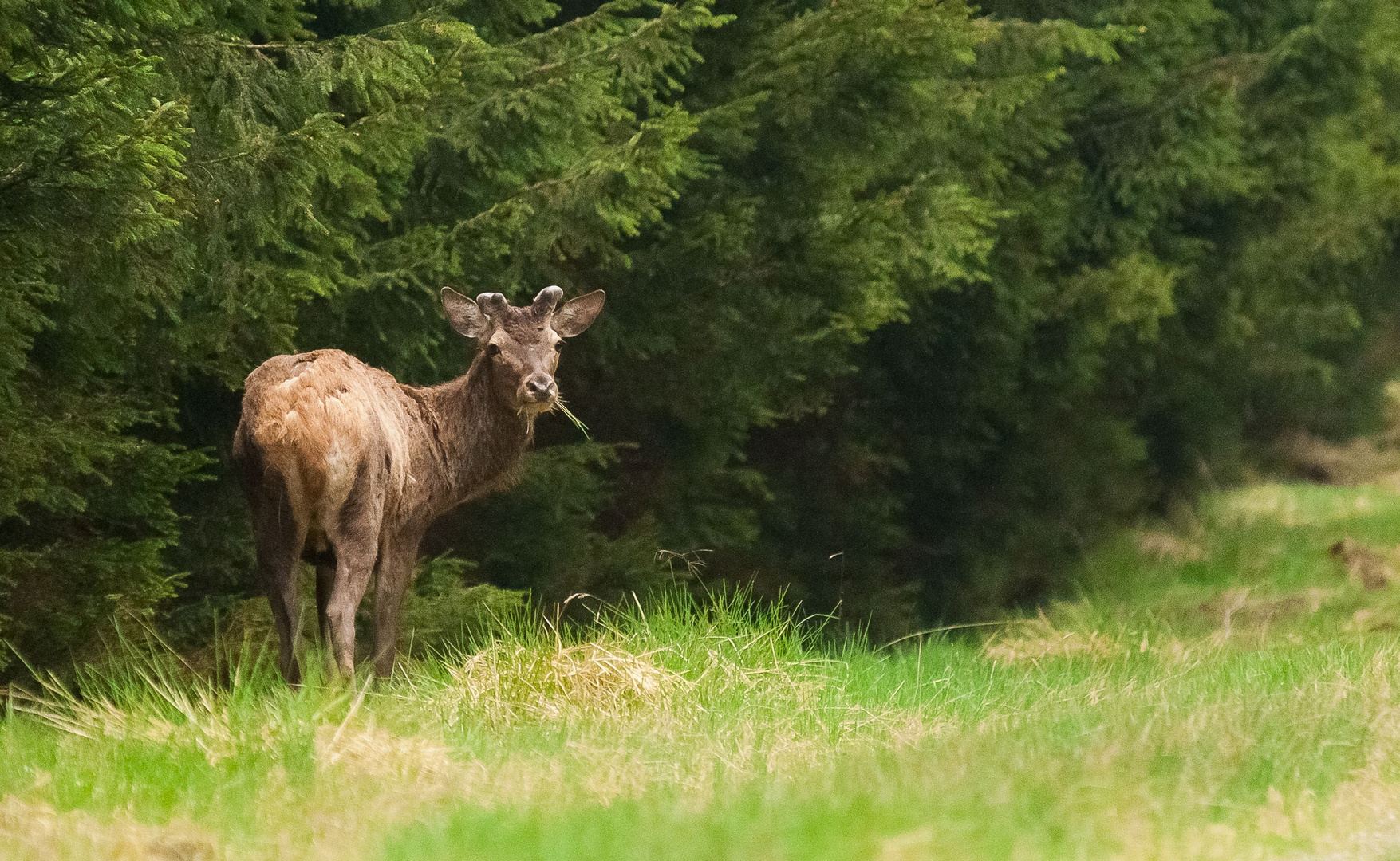 Cerf au printemps