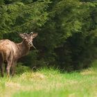 Cerf au printemps