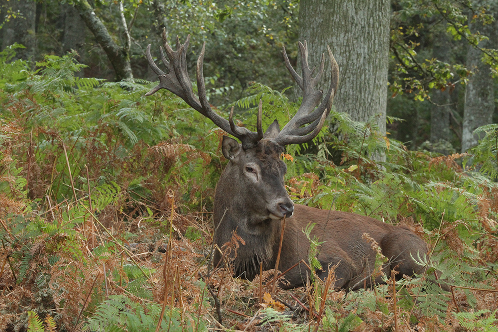 Cerf au repos