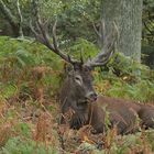 Cerf au repos