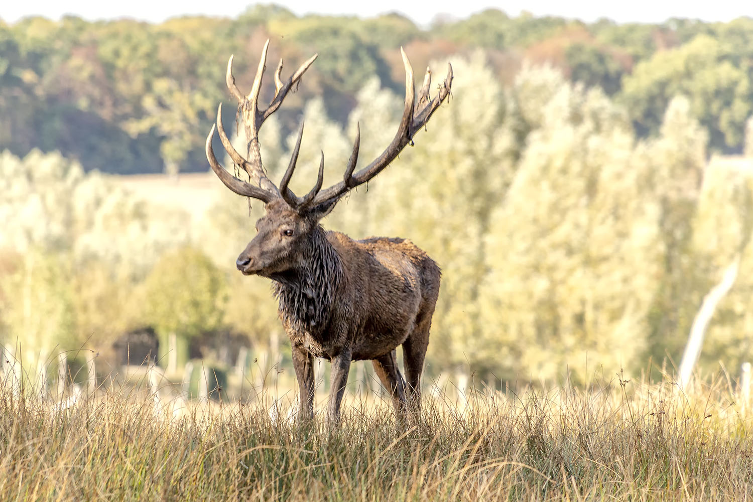 cerf photo et image  animaux, animaux sauvages, cervidés sauvages