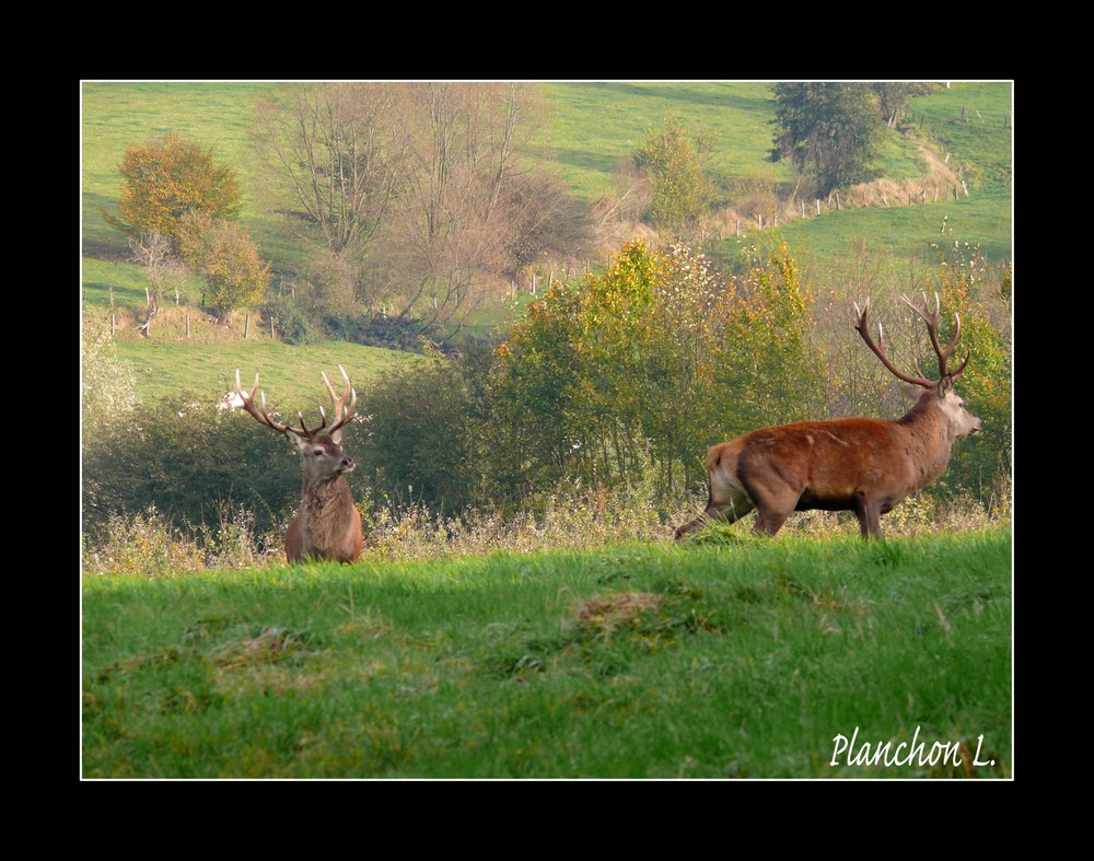 Cerf, cerf ...