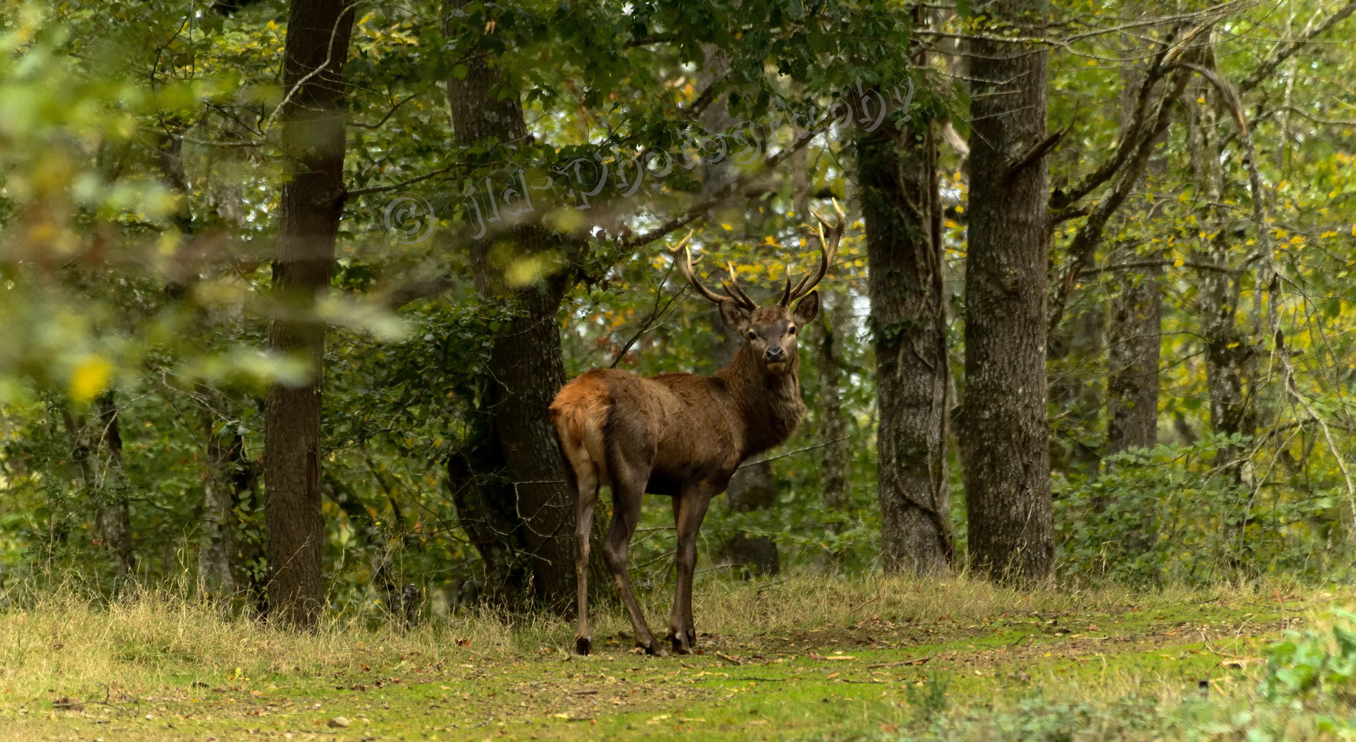 Cerf chemin 