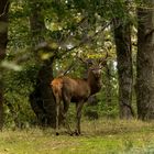 Cerf chemin 