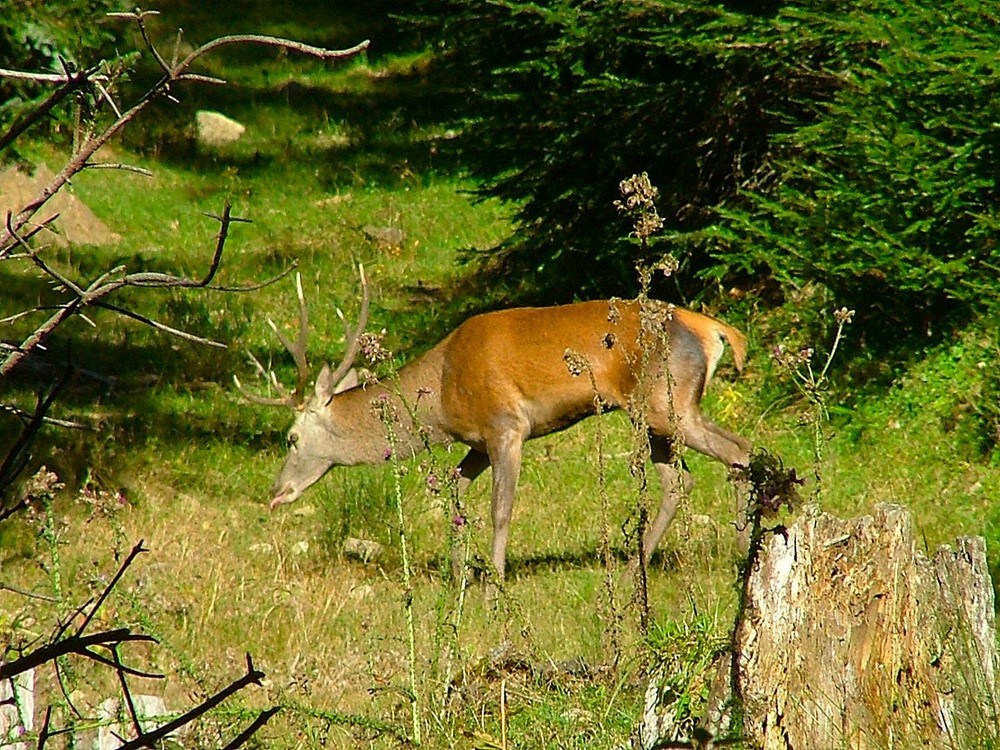 Cerf dans la foret du Carcanet